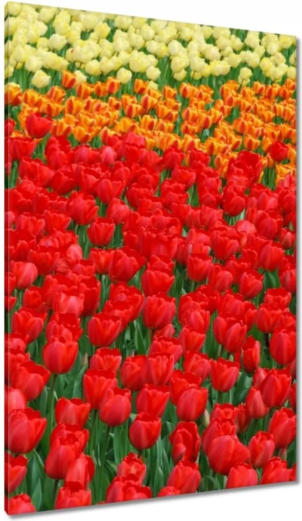 Vászonkép 80x120 Pipacsos ártér