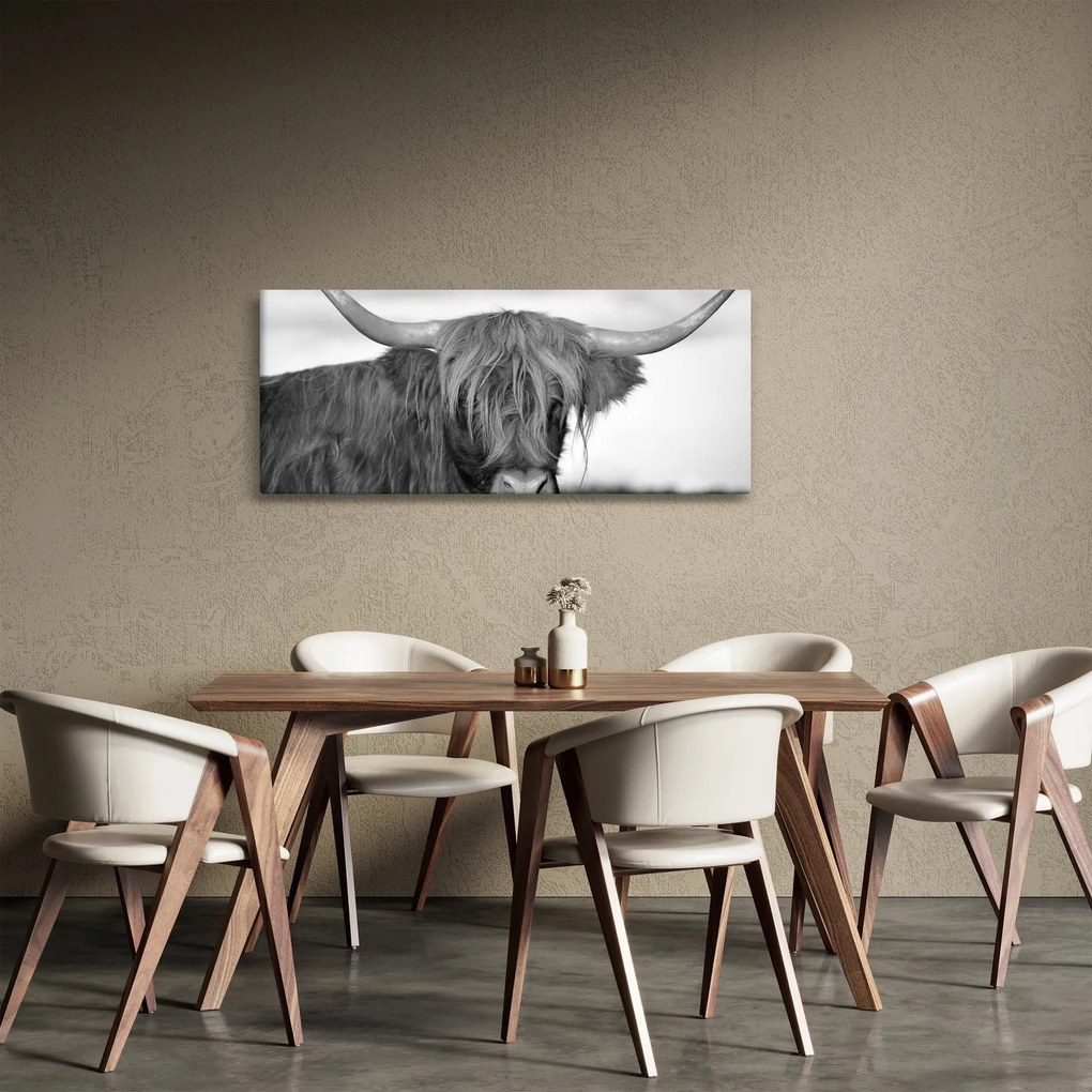 Kép - Skót tehén 2, fekete-fehér (120x50 cm)