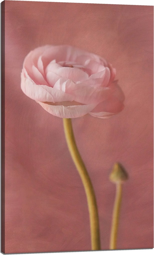 Botanika Vászonkép Bazsarózsa 60x100 cm