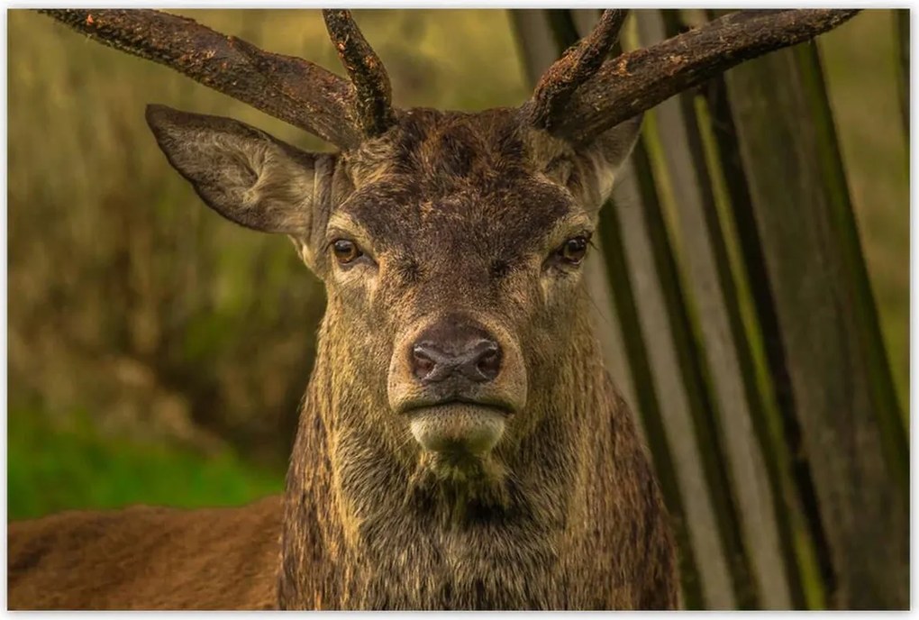 Poszterek 120x80 Szarvas tekintet