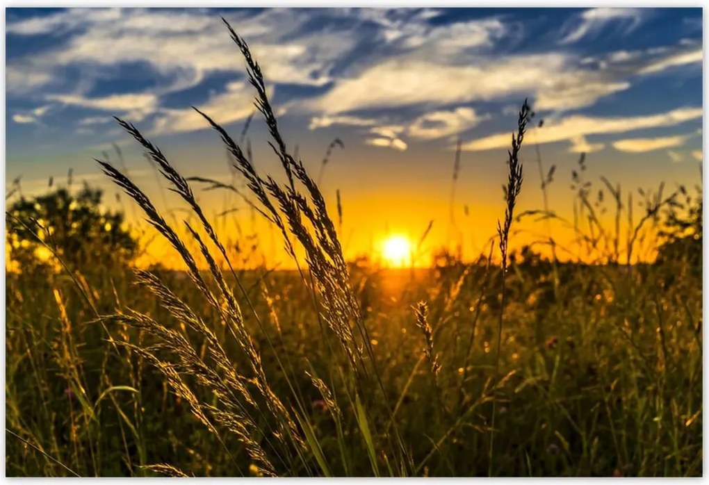 Poszterek 185x125 Naplemente a füvek között