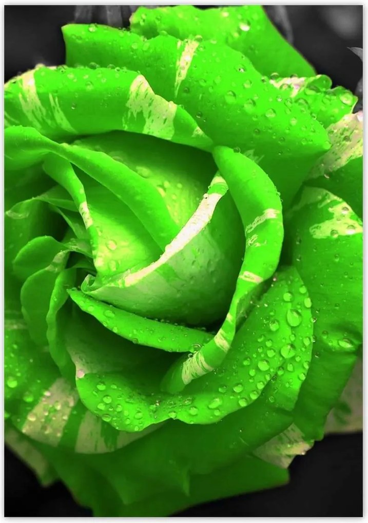 Poszterek 70x100 Lime rózsa