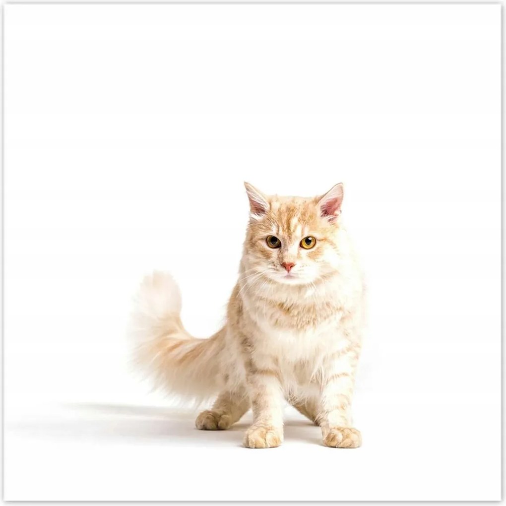 Poszterek 100x100 Cica Cicák