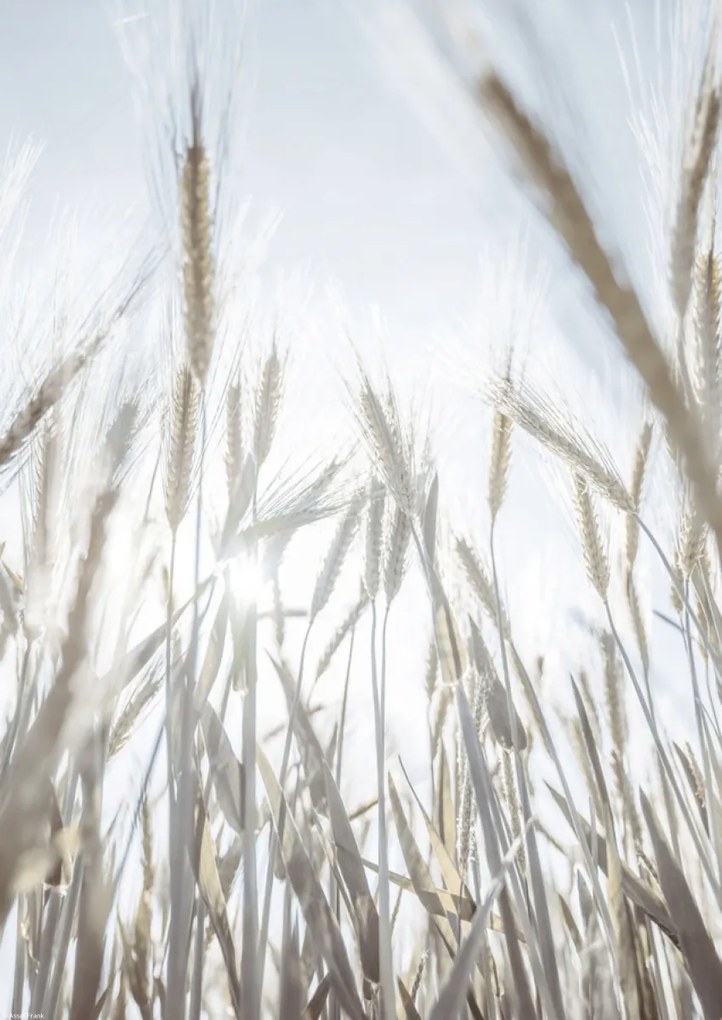 Poszter 29,7x42cm Napsugarak az árpán keresztül, Assaf Frank