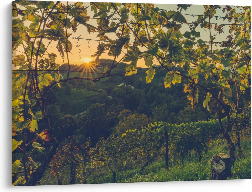 Kép - szőlőültetvény (70x50 cm)