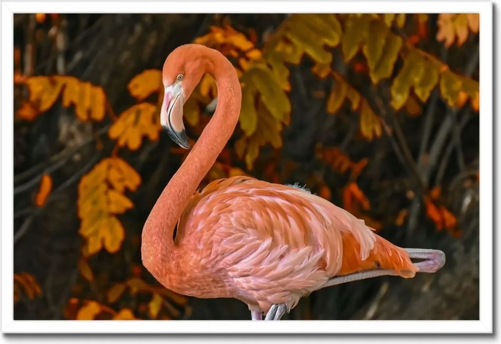 Poszterek keretben 60x40 Pelikán a természetben