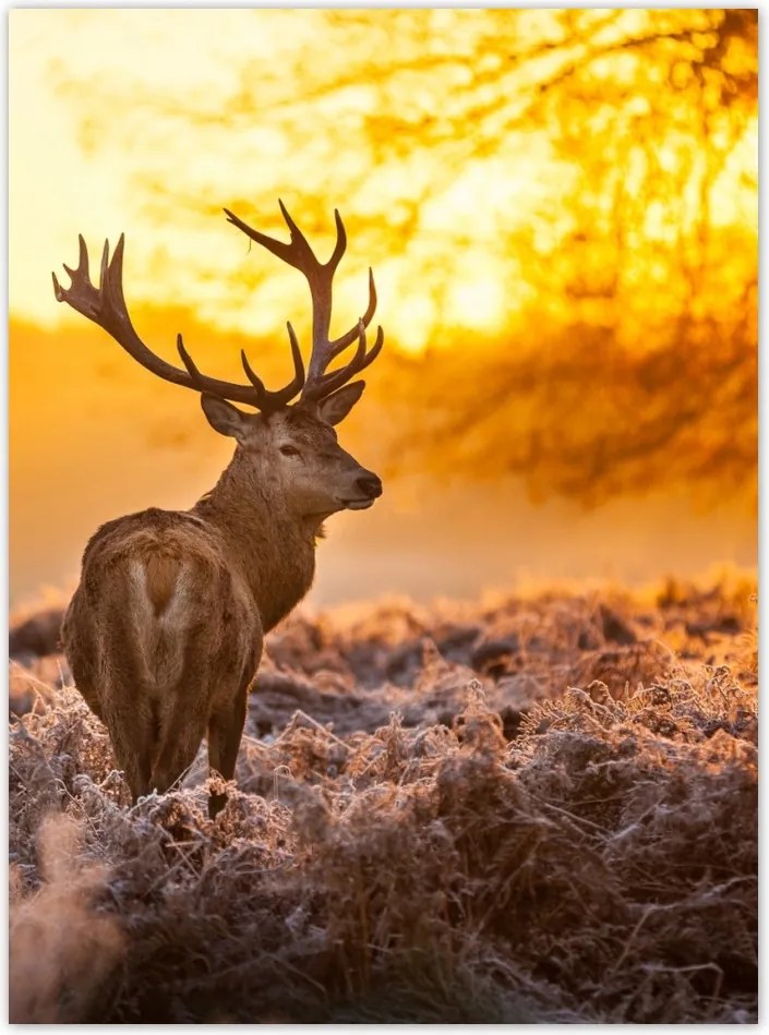 Poszterek 100x135 Szarvas naplementekor