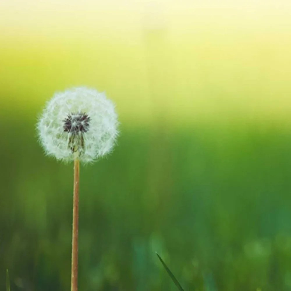 Gario Paraván Blowfly zöld fuben Méret: 145 x 170 cm, Kivitelezés: Forgó paraván 360°