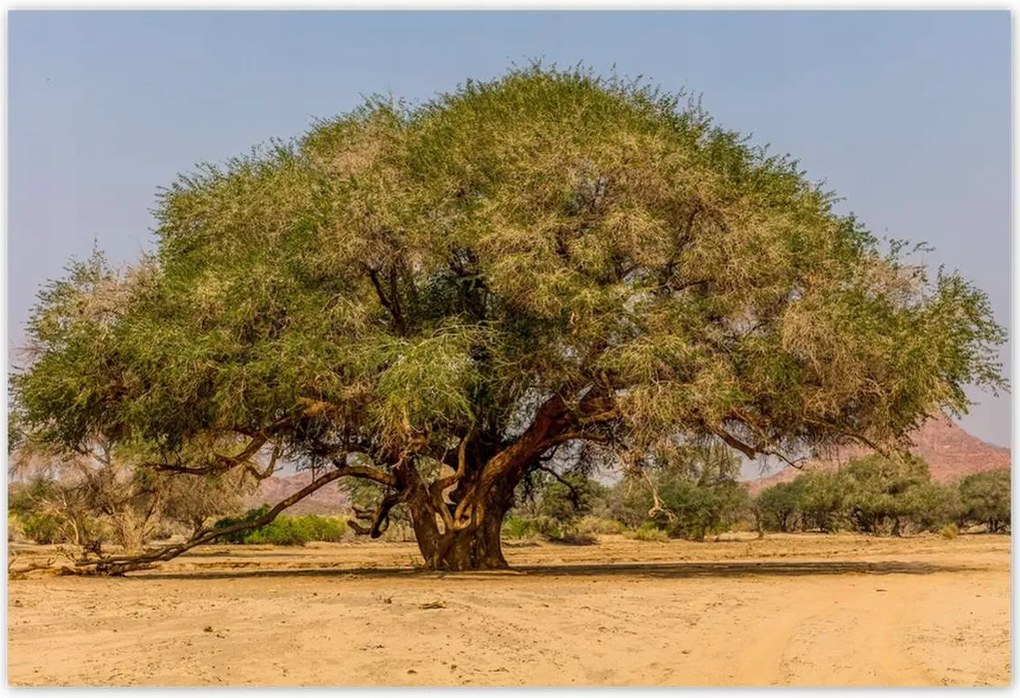 Poszterek 155x105 Fa Fák Kilátás