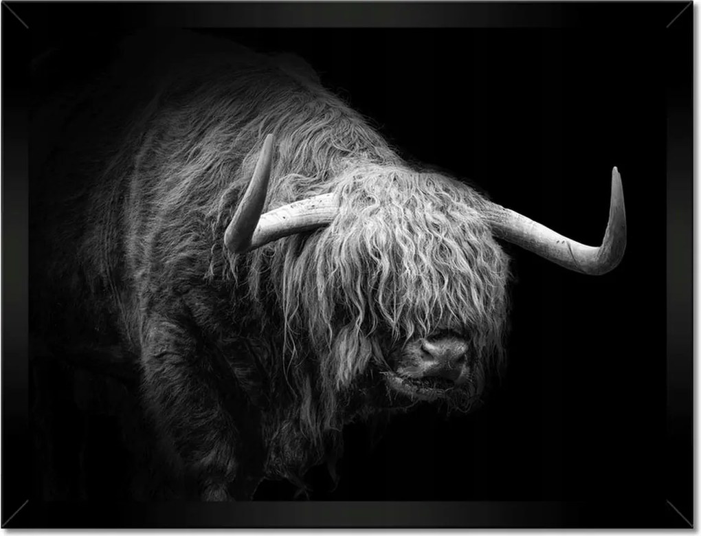 Poszterek keretben 40x30 Skót tehén állat