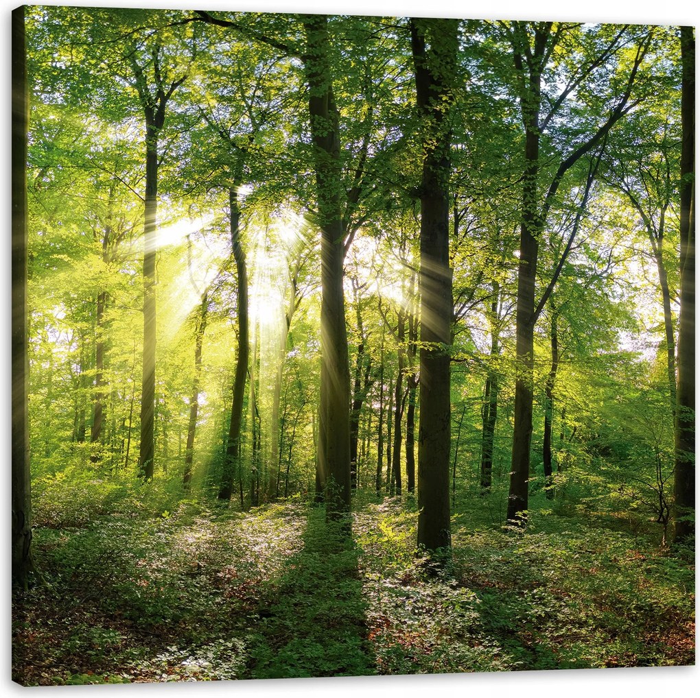 Vászonkép Nap Erdő Fák Fénysugarak 90X90 cm