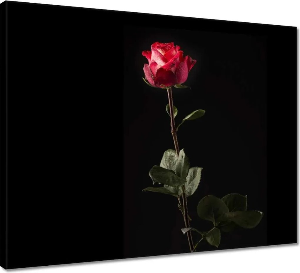 Vászonkép 50x40 Vízcseppek a rózsán