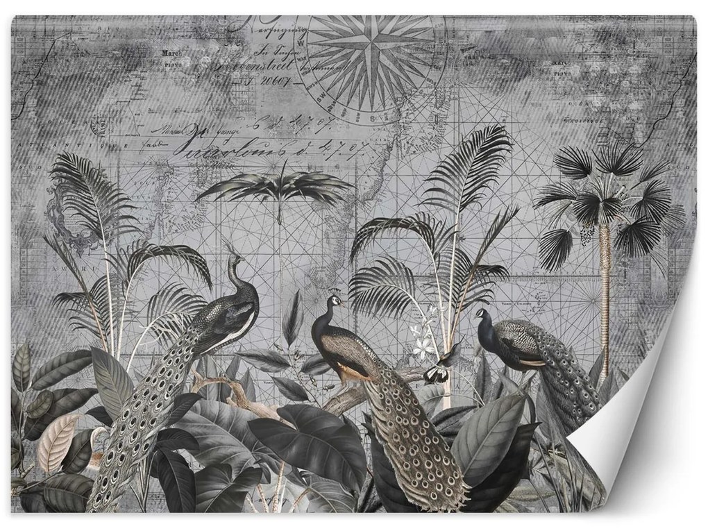Gario Fotótapéta Pávak a trópusokban sötétszürke - Andrea Haase Anyag: Vlies, Méret: 300 x 210 cm