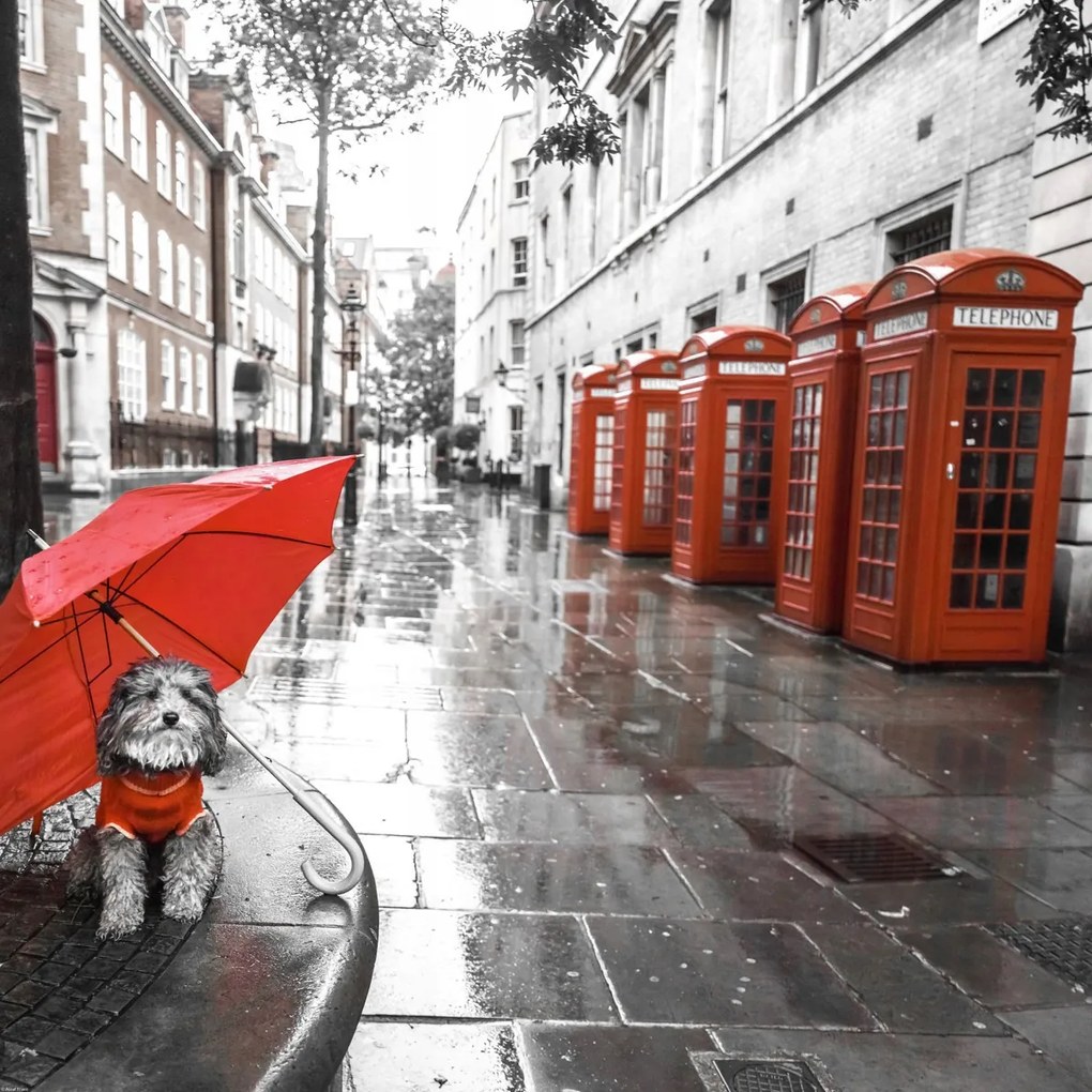 Poszter 70x70cm Kutya esernyővel a londoni utcán, Assaf Frank