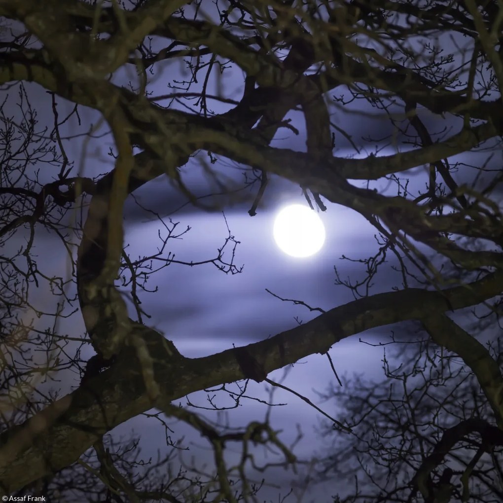 Poszter 20x20cm Hold az ágakon át, Assaf Frank