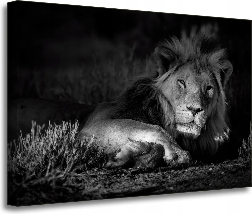 Vászonkép Sötét színek Oroszlán nyugalom 70x50 cm Ajándéknak is tökéletes