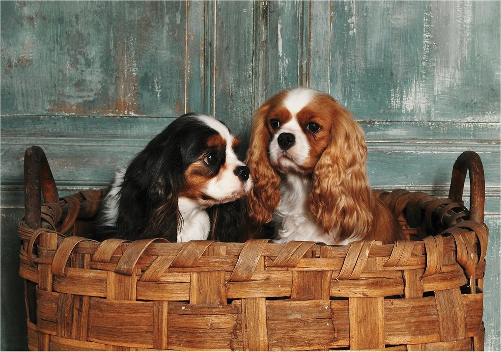 Fotótapéta Kiskutyák a kosárban vinil 312x219 Cavalier King Charles +ragasztó