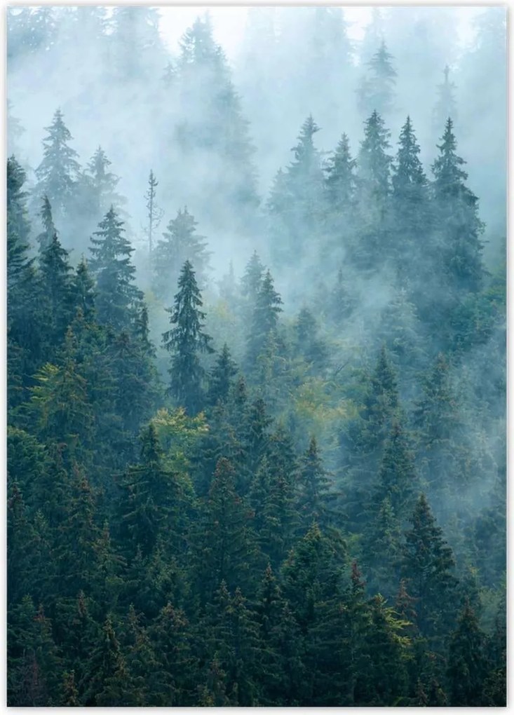 Poszterek 50x70 Erdő a ködben Utazás