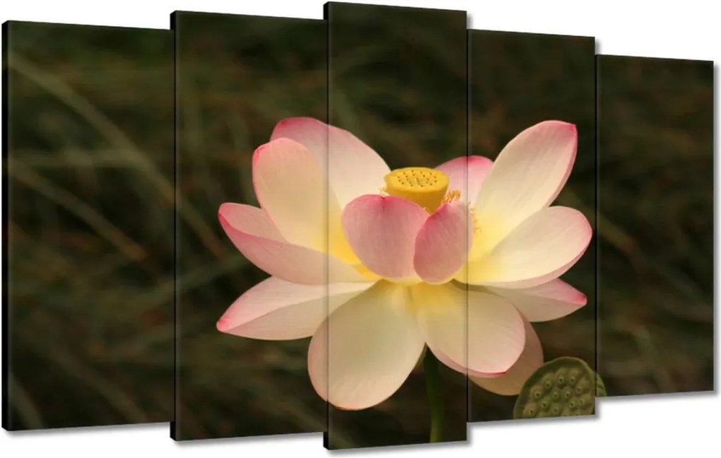 Vászonkép 100x60 Lótusz Lótuszvirág