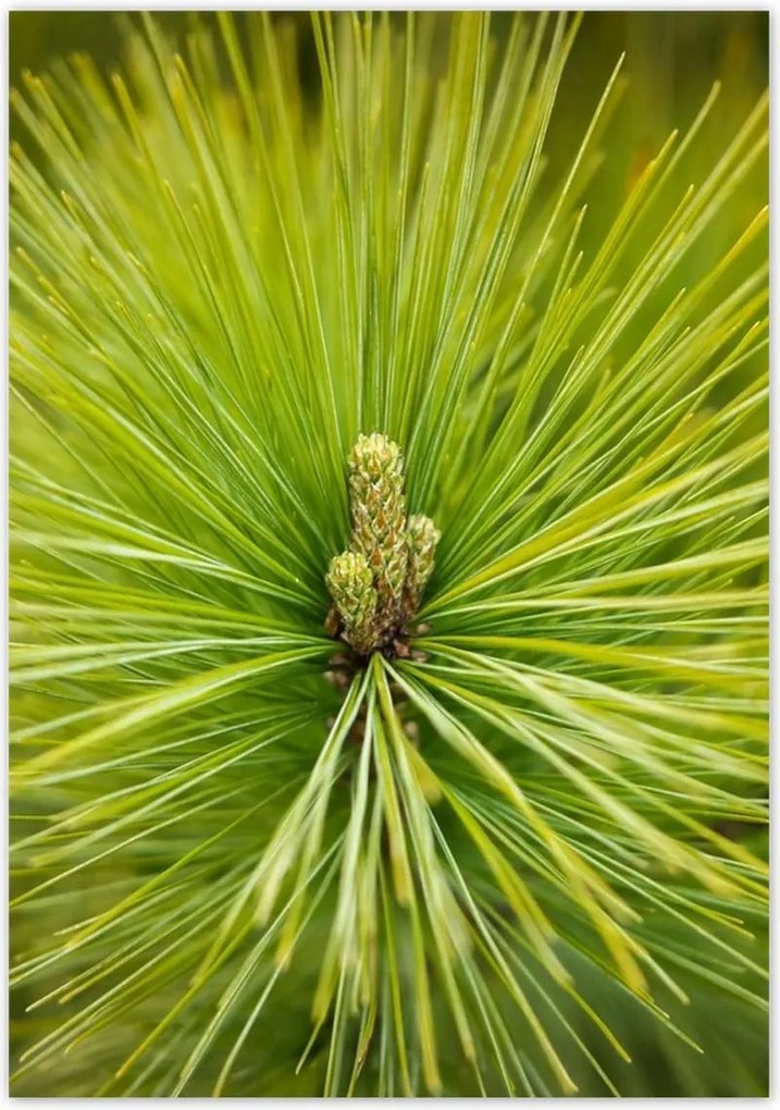 Poszterek 70x100 Ág