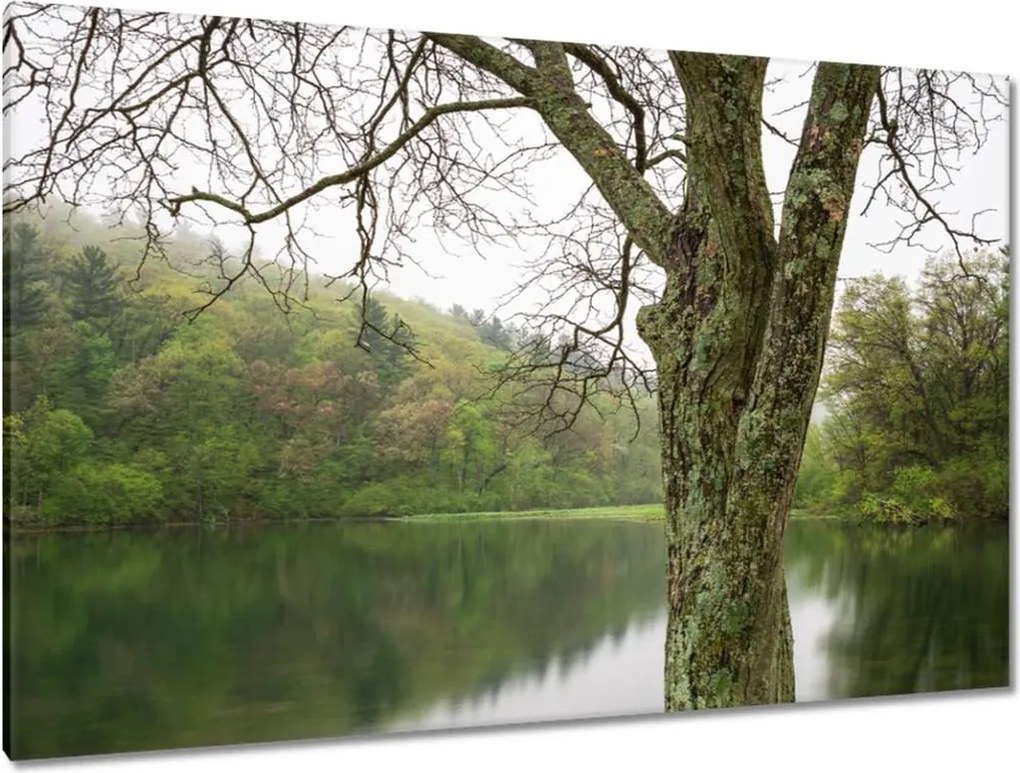 Vászonkép 120x80 Fa Folyó Erdő