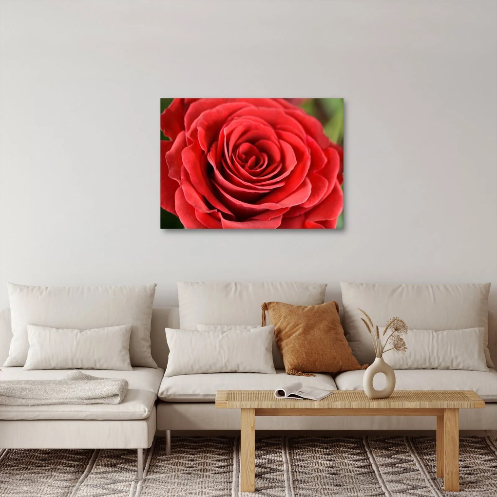 Egy rózsa virág képe (70x50 cm)