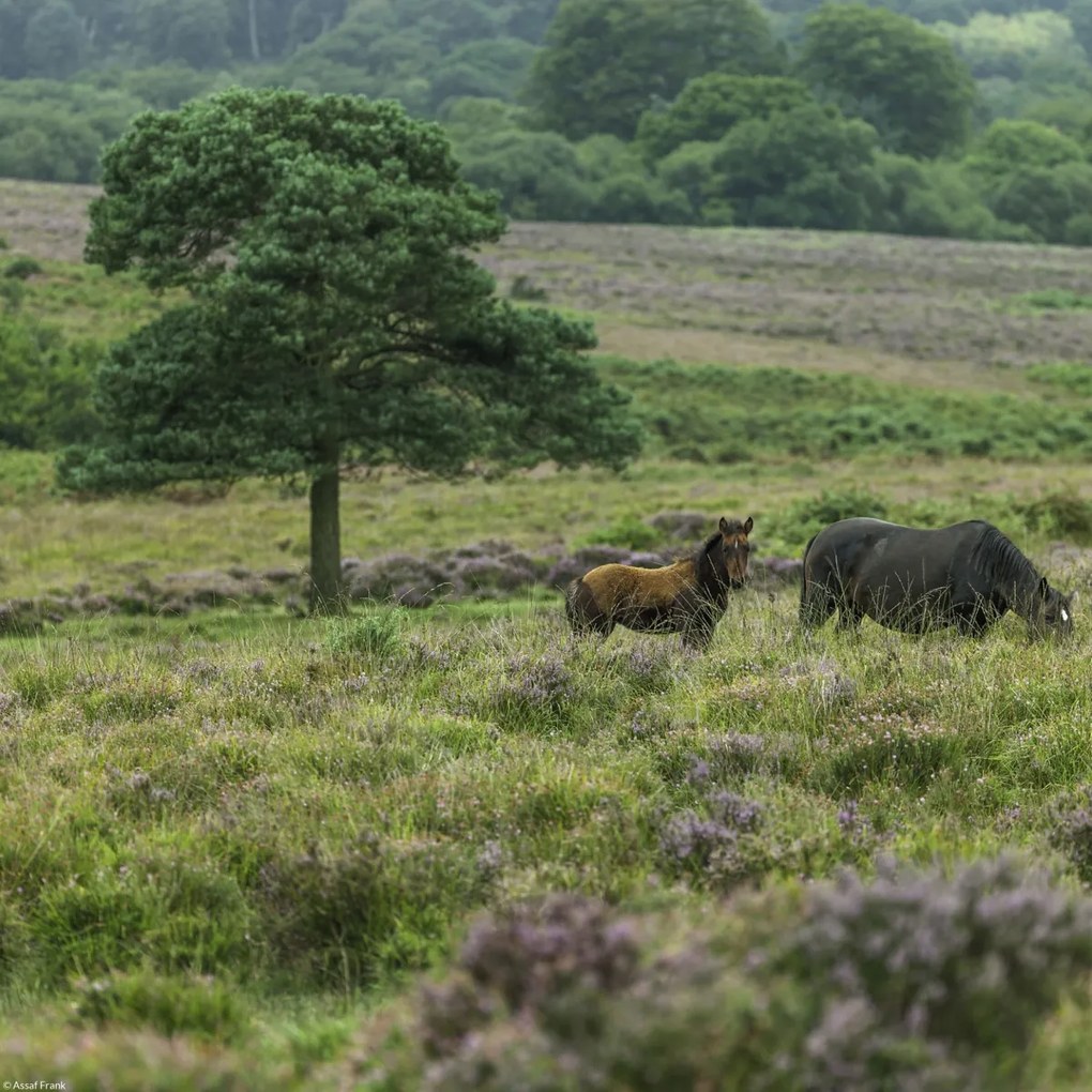 Poszter 30x30cm Vad lovak 2, Assaf Frank