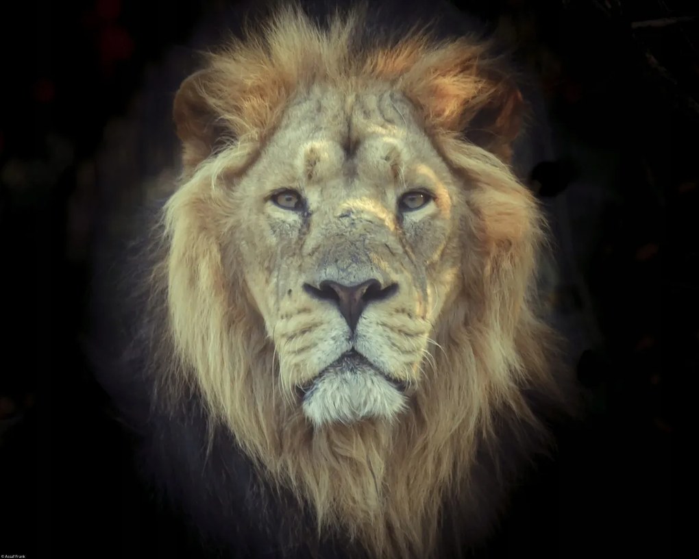 Poszter 50x40cm Oroszlánfej, Assaf Frank
