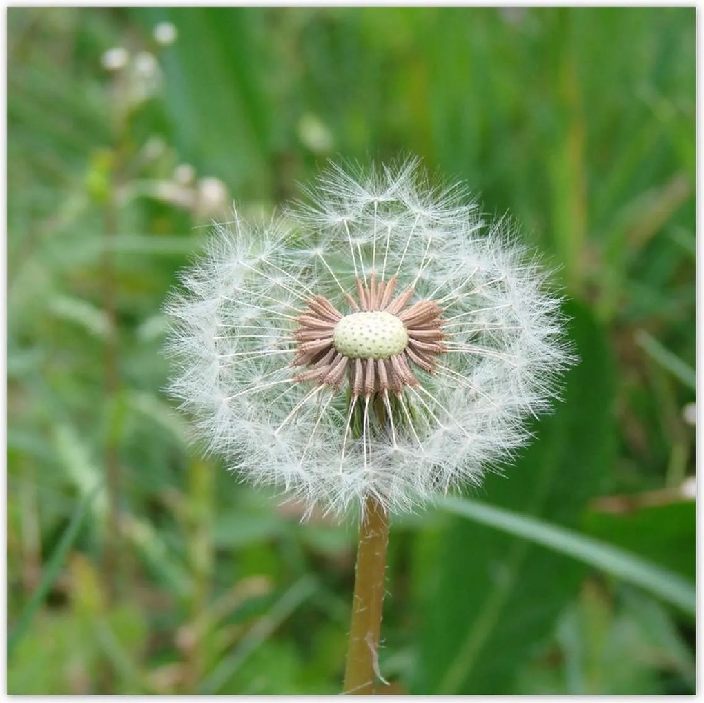 Poszterek 100x100 Pitypang Virág Virágok