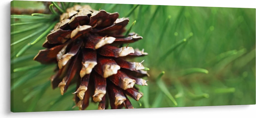 Fenyőtoboz képe (120x50 cm)
