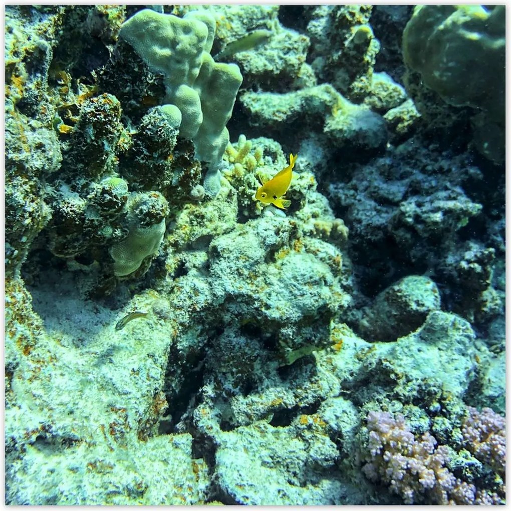 Poszterek 100x100 Víz alatti világ a zátonyon