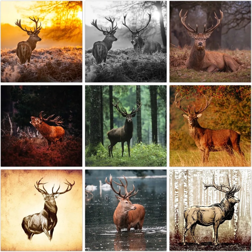 Vászonkép szett 9x 60x60 Mix Szarvas