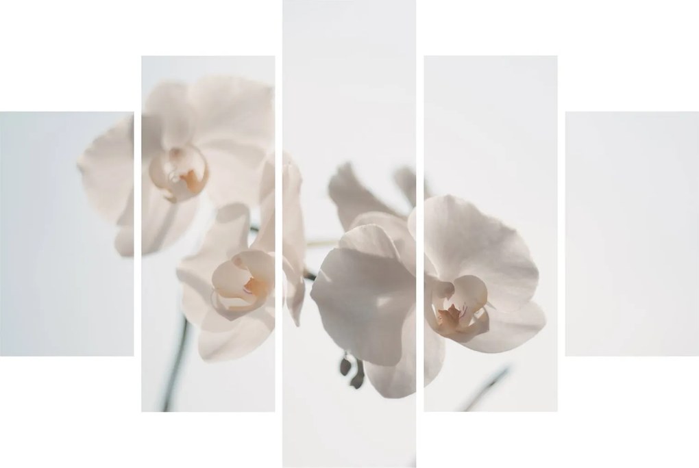 Fehér orchidea képe (150x105 cm)