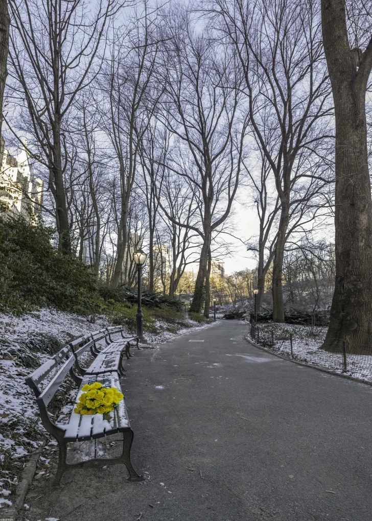 Poszter 50x70cm Egy csokor sárga virág egy padon a parkban, Assaf Frank