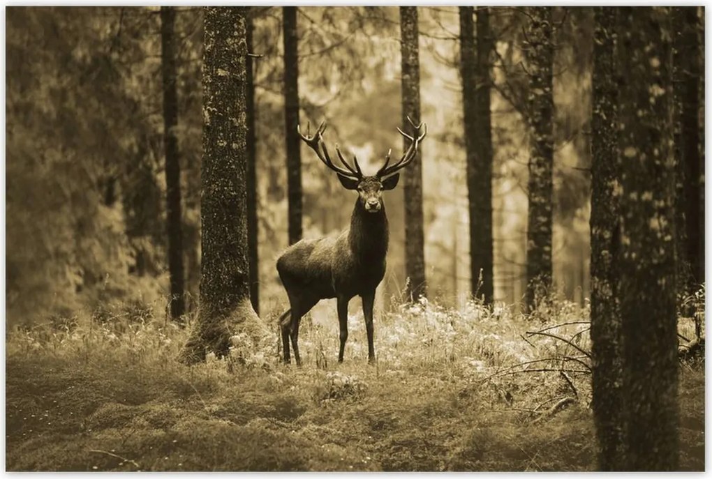 Poszterek 120x80 Szarvas a szépia erdőben