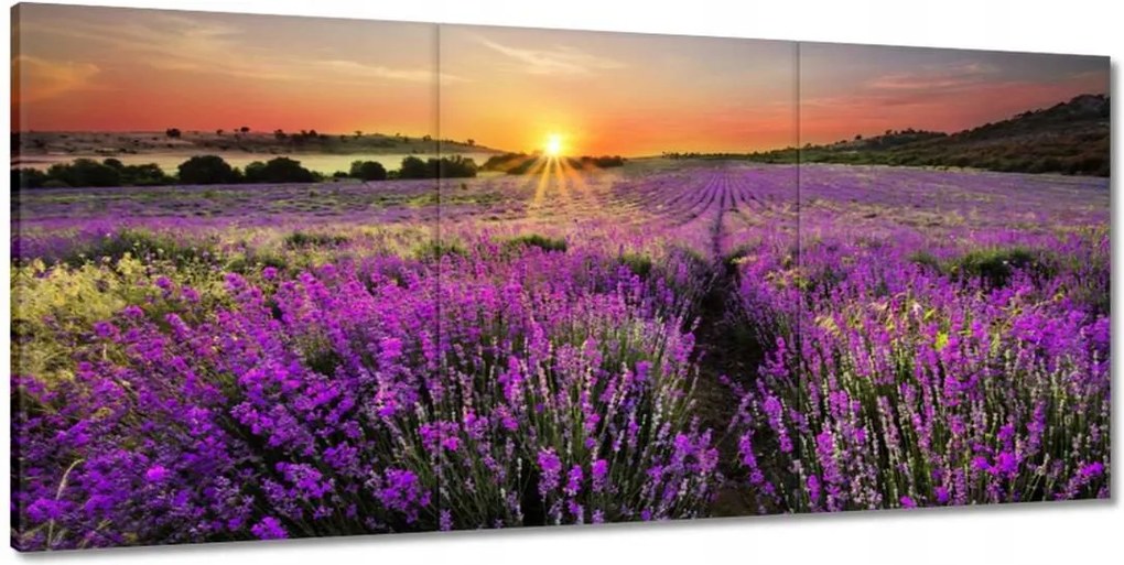Festmények 210x100 Levendula rét
