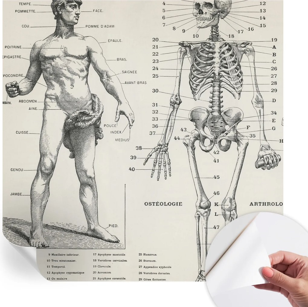 Öntapadós Dekoratív Fotótapéta Hálószobába Klasszikus anatómia 250x250