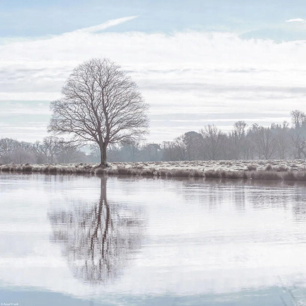 Poszter 30x30cm Fa tükröződése a tóban, Assaf Frank