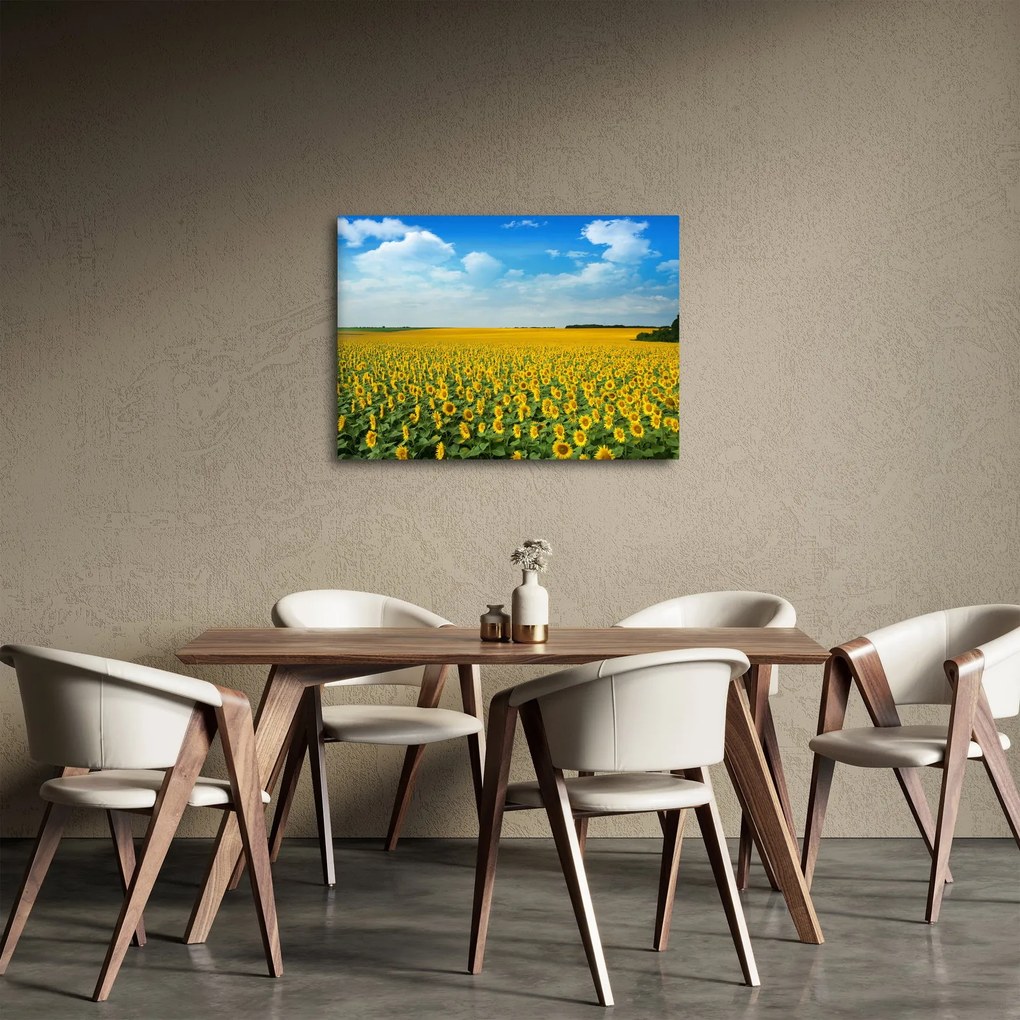 Kép - napraforgó (70x50 cm)