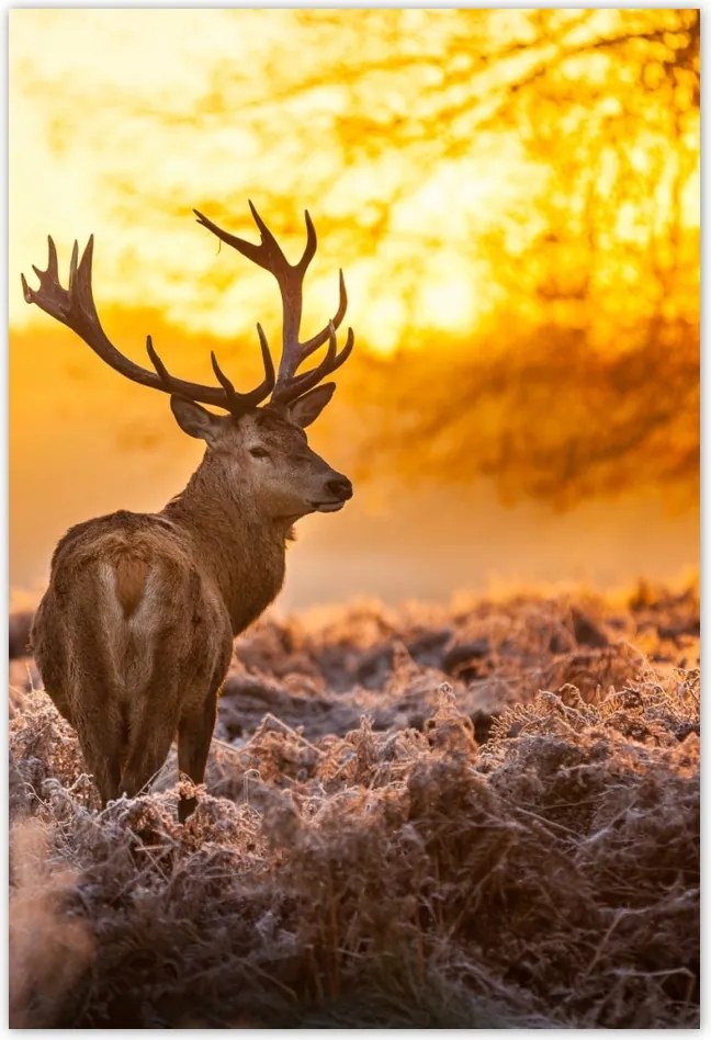 Poszterek 105x155 Szarvas naplementekor