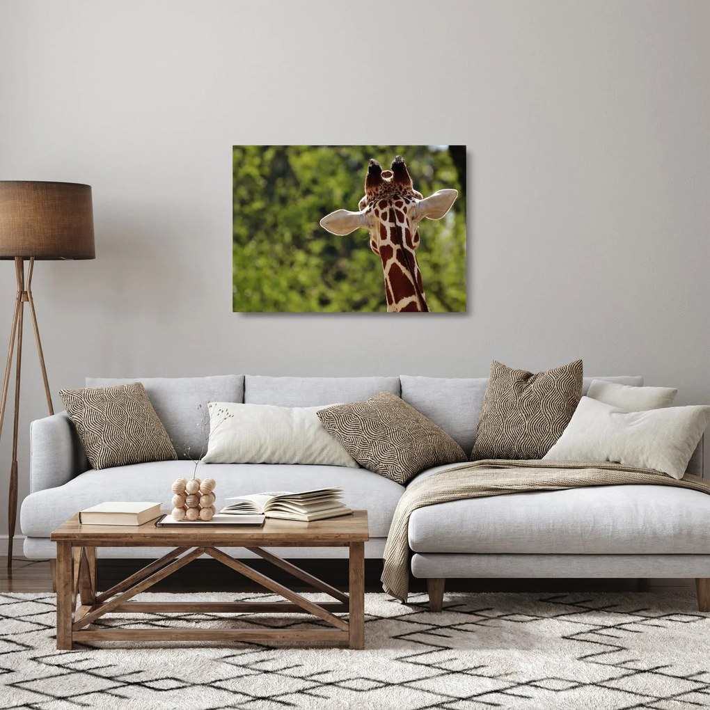A zsiráf képe hátulról (üvegen) (70x50 cm)