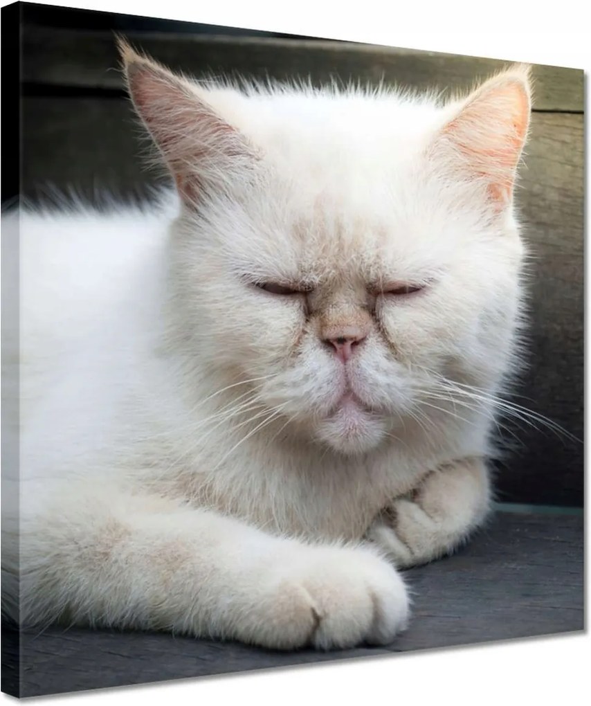 Vászonkép 30x30 Cica Cicák