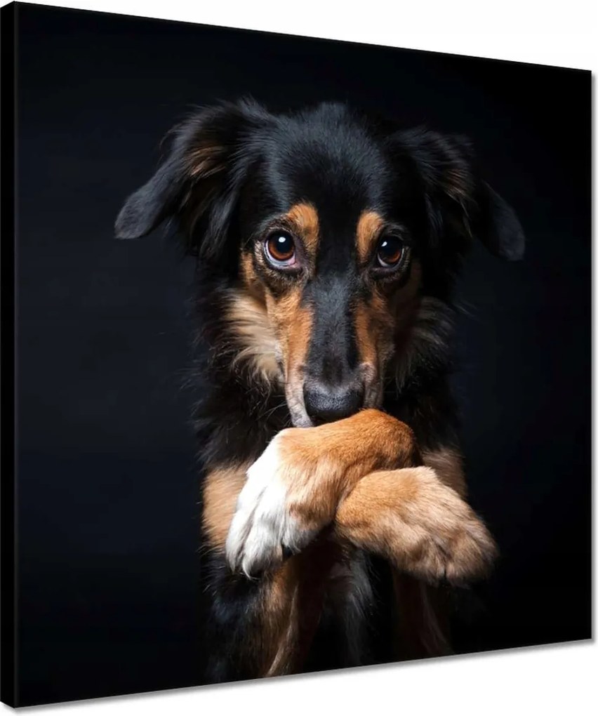 Vászonkép 40x40 Vicces Border Collie