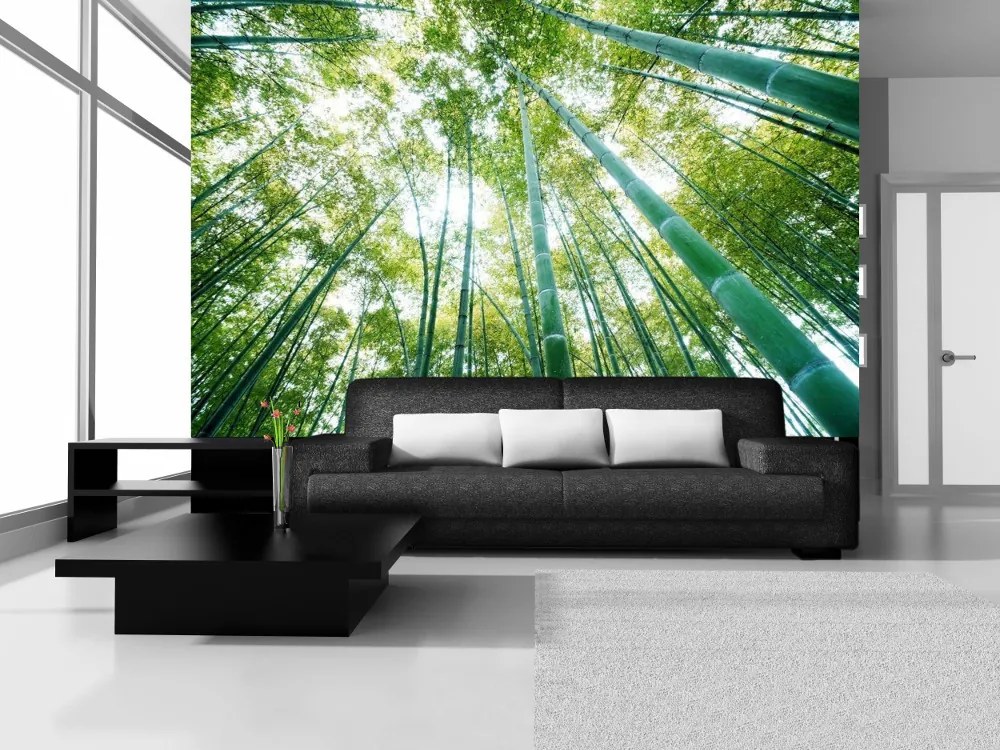 Bambusz erdő poszter, fotótapéta, Vlies (208 x 146 cm)