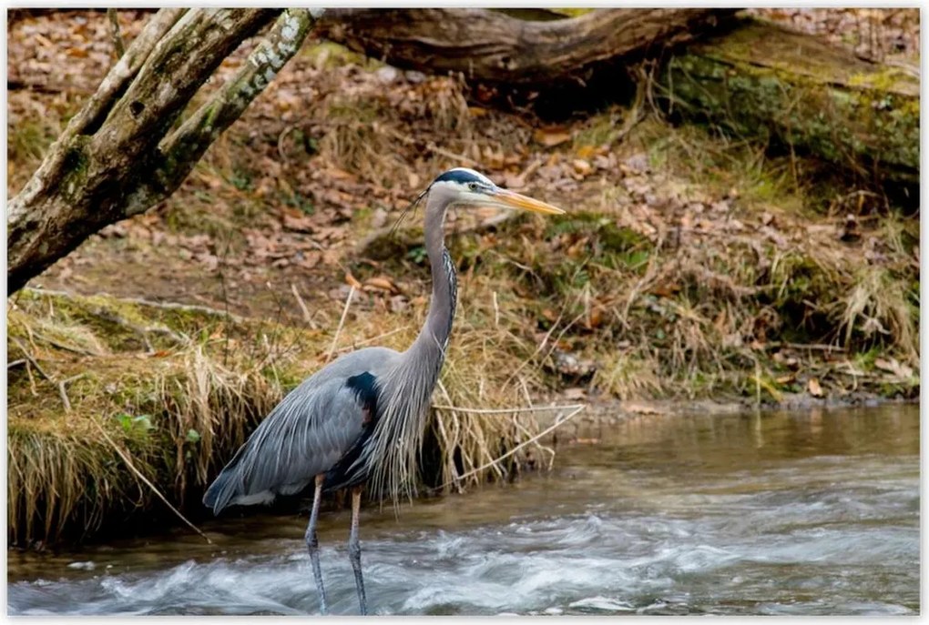 Poszterek 120x80 Kalapos madár Tájkép Kilátás