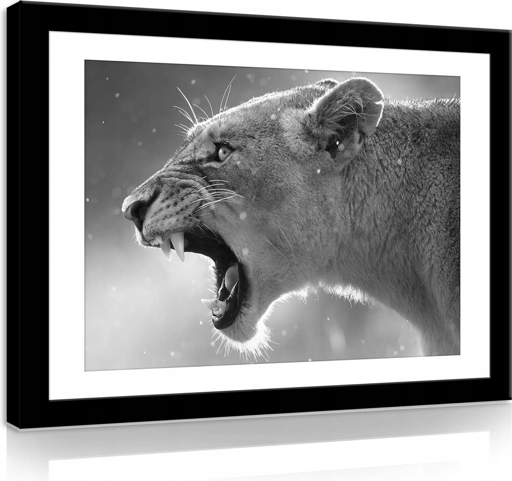 Vászonkép 80x60 Oroszlán oroszlán üvöltés agresszió erő vad természet állat portré