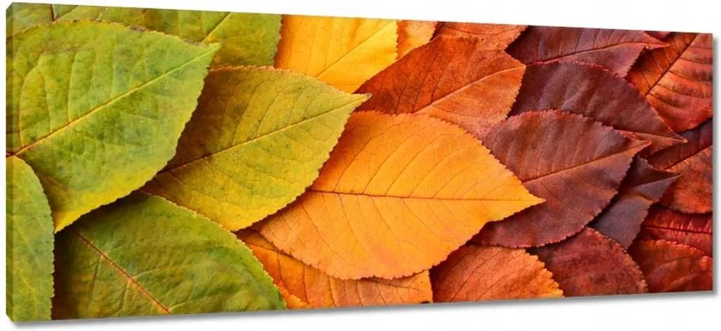 Vászonkép 100x40 Őszi színes levelek Levelek az ősz színeiben