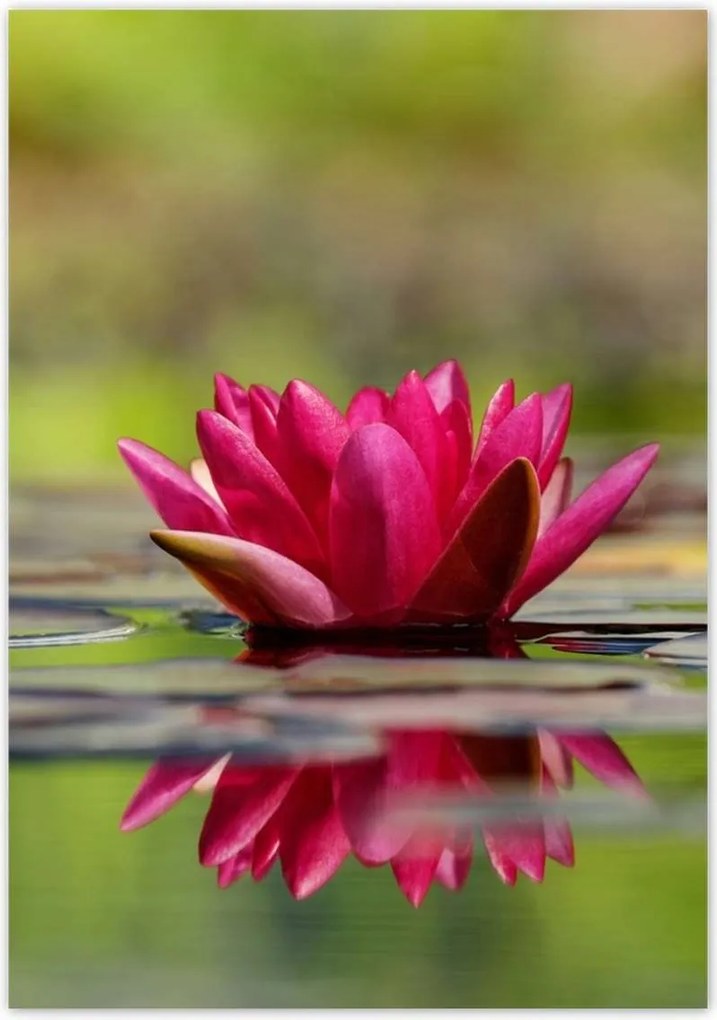 Poszterek 70x100 Vízi liliom