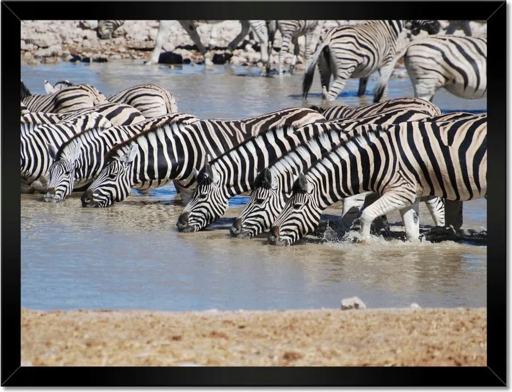 Poszterek keretben 40x30 Zebrák a vízparton
