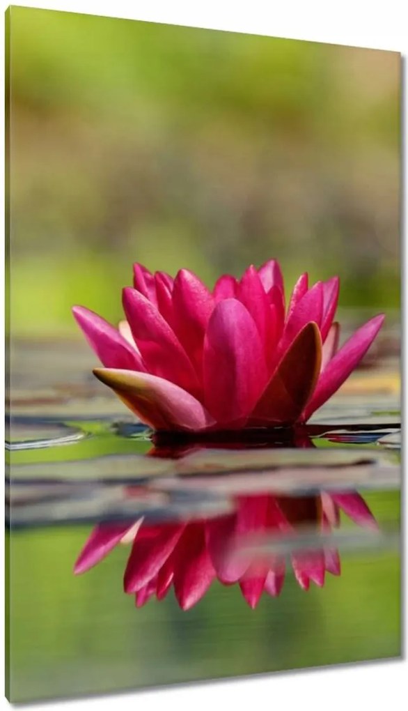 Vászonkép 80x120 Vízi liliom